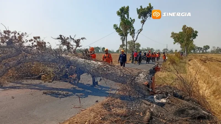 Perempuan di Madiun Tewas Tertimpa Pohon Saat Bonceng Anak