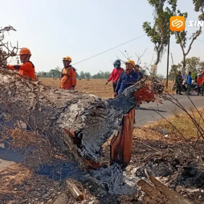 Pohon Tumbang Tewaskan Pemotor di Madiun Diduga Dibakar, Polisi Buka Peluang Pidana