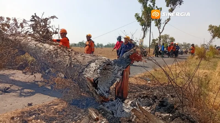 Pohon Tumbang Tewaskan Pemotor di Madiun Diduga Dibakar, Polisi Buka Peluang Pidana