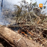 Kebakaran Hutan Pinus Lereng Lawu Magetan, Api Bergerak ke Ngawi akibat Angin Kencang