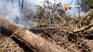 Kebakaran Hutan Pinus Lereng Lawu Magetan, Api Bergerak ke Ngawi akibat Angin Kencang