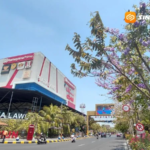 Tabebuya Kian Mempercantik Kota Madiun, Pemkot Perbanyak Penanaman Baru
