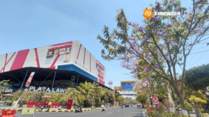Tabebuya Kian Mempercantik Kota Madiun, Pemkot Perbanyak Penanaman Baru
