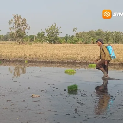 Tak Bisa Lagi Borong Jatah Pupuk, Penebusan Pupuk Subsidi di Madiun Harus Sesuai Musim Tanam