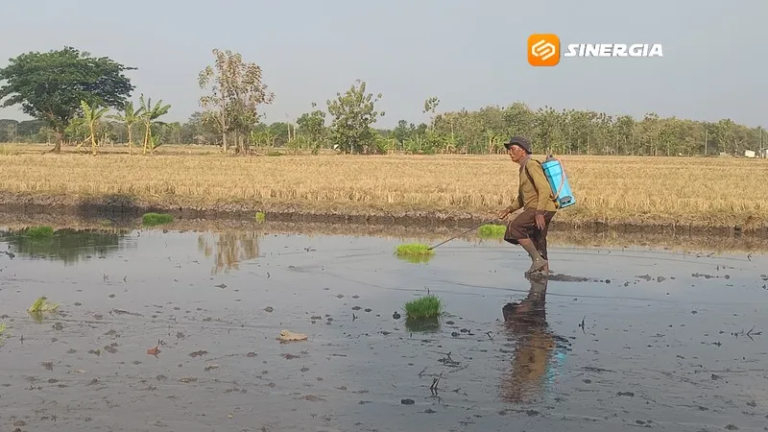 Tak Bisa Lagi Borong Jatah Pupuk, Penebusan Pupuk Subsidi di Madiun Harus Sesuai Musim Tanam