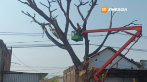 Diduga Sengaja Dimatikan Oknum, Pohon Ratusan Tahun di Ponorogo Akhirnya Ditebang