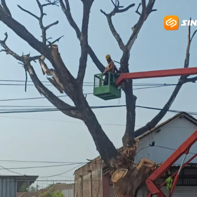 Diduga Sengaja Dimatikan Oknum, Pohon Ratusan Tahun di Ponorogo Akhirnya Ditebang