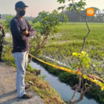 Jebakan Tikus Beraliran Listrik Kembali Memakan Korban di Madiun