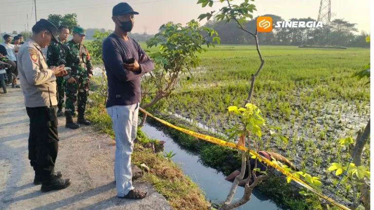 Jebakan Tikus Beraliran Listrik Kembali Memakan Korban di Madiun