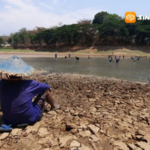Embung Mengering, Warga Berbondong-bondong Berebut Ikan