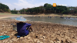 Embung Mengering, Warga Berbondong-bondong Berebut Ikan
