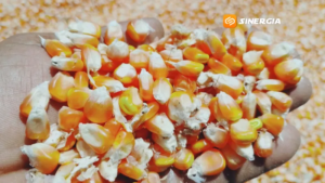 Harga Jagung Magetan Tembus Rp7.400 per Kilogram, Petani Raup Cuan di Tengah Panen Raya