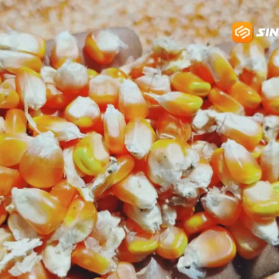 Harga Jagung Magetan Tembus Rp7.400 per Kilogram, Petani Raup Cuan di Tengah Panen Raya