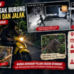 CCTV Rekam Pencurian Burung di Pulung, Pelaku Bawa Motor Kuning