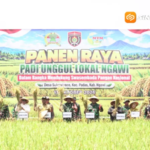 Bikin Petani Penasaran! Varietas Padi Baru di Ngawi Hasilkan 10,6 Ton per Hektar