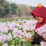 Viral! Bengawan Solo di Ngawi Berubah Jadi Hamparan Bunga Enceng Gondok