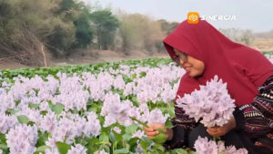 Viral! Bengawan Solo di Ngawi Berubah Jadi Hamparan Bunga Enceng Gondok