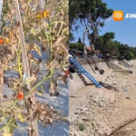 Kemarau Panjang, Puluhan Hektare Sayuran Petani Magetan Gagal Panen, Air Telaga Sarangan Susut Lebih dari 50 Persen