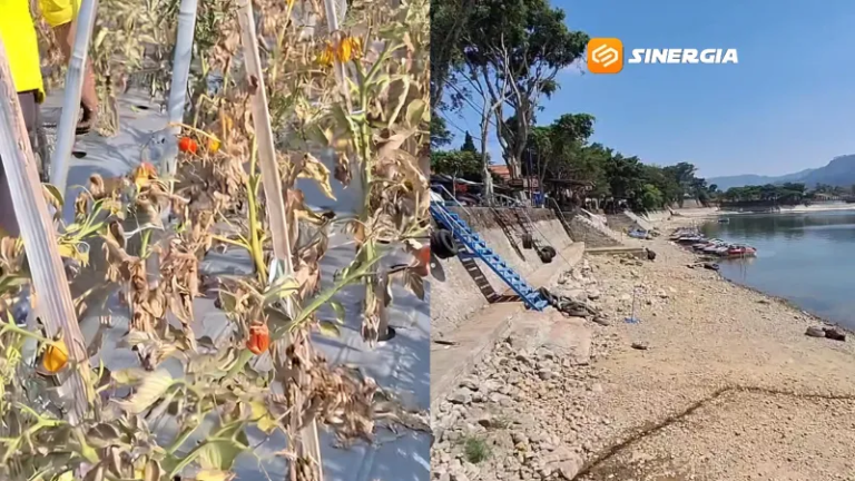Kemarau Panjang, Puluhan Hektare Sayuran Petani Magetan Gagal Panen, Air Telaga Sarangan Susut Lebih dari 50 Persen