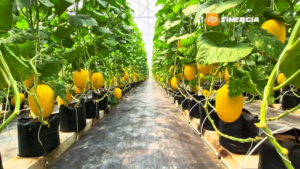 Terra Farm Hadirkan Wisata Petik Melon di Ponorogo, Tawarkan Tiga Varietas dengan Harga Rp30 Ribu per Kilogram