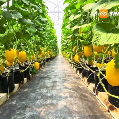 Terra Farm Hadirkan Wisata Petik Melon di Ponorogo, Tawarkan Tiga Varietas dengan Harga Rp30 Ribu per Kilogram