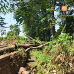 15 Pohon Trembesi di Sumber Ngrowo Magetan Diduga Ditebang Tanpa Izin