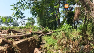 15 Pohon Trembesi di Sumber Ngrowo Magetan Diduga Ditebang Tanpa Izin