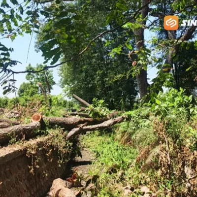15 Pohon Trembesi di Sumber Ngrowo Magetan Diduga Ditebang Tanpa Izin